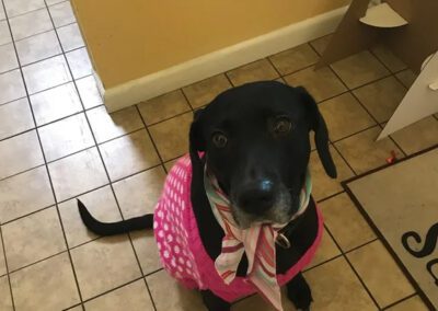 dog wearing a sweater