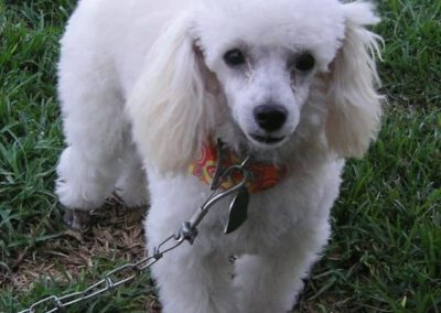white poodle