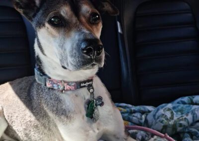 dog sitting in the backseat of a car