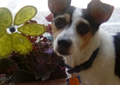 terrier dog