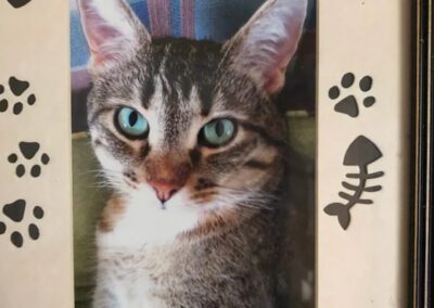 cat photo in a frame