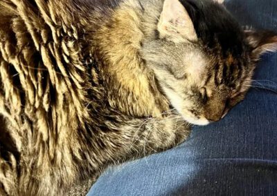 cat sleeping