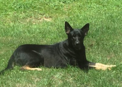 dog laying in the grass