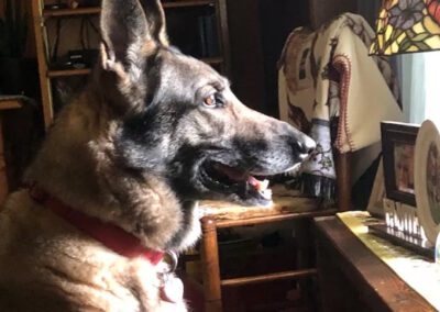 german shepherd