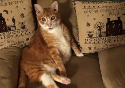 orange and white cat