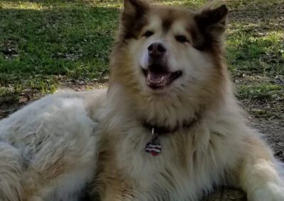 fluffy husky dog