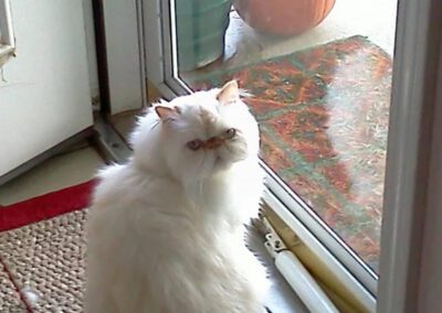 white cat looking out a window