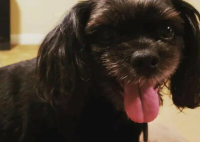 black dog