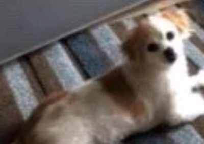 fluffy dog