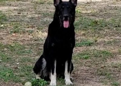 black and white dog