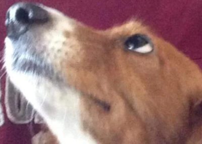 dog looking up