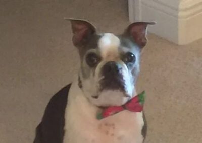 dog wearing a bowtie
