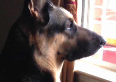 german shepherd