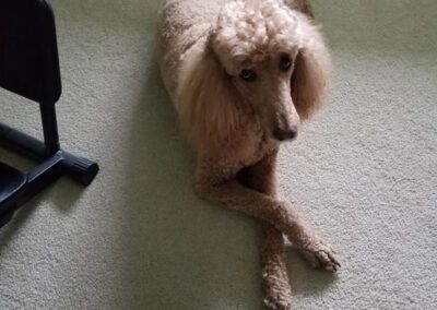 poodle laying down