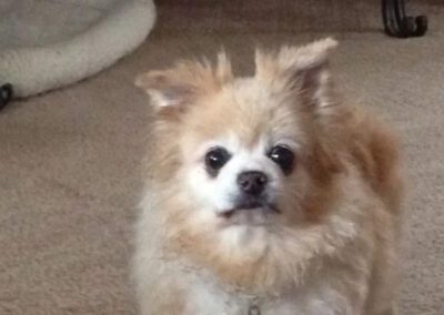 white and tan dog