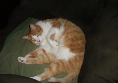 orange and white cat