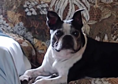 old boston terrier