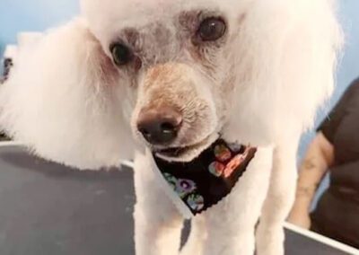 white poodle