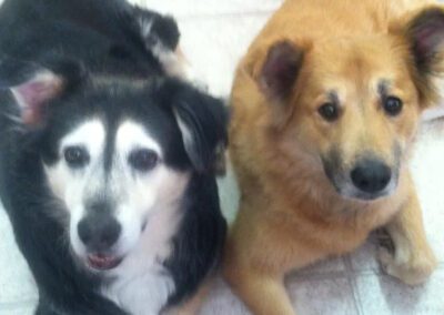two dogs laying down