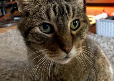 tabby cat