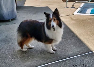 dog with a treat