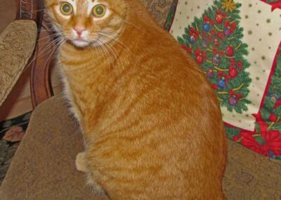 orange cat