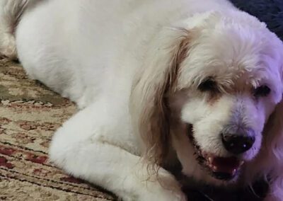 white dog laying down