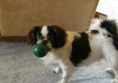 black and white dog