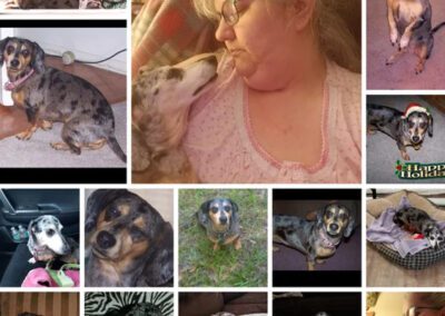 collage of dog