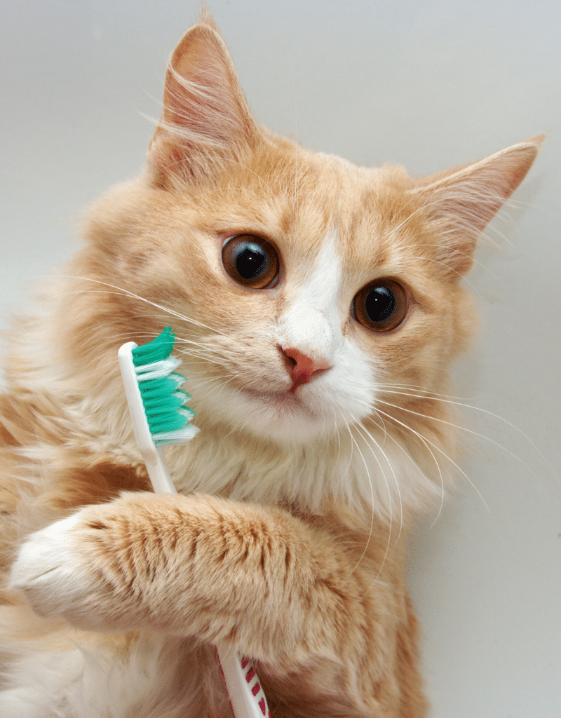 cat with a toothbrush