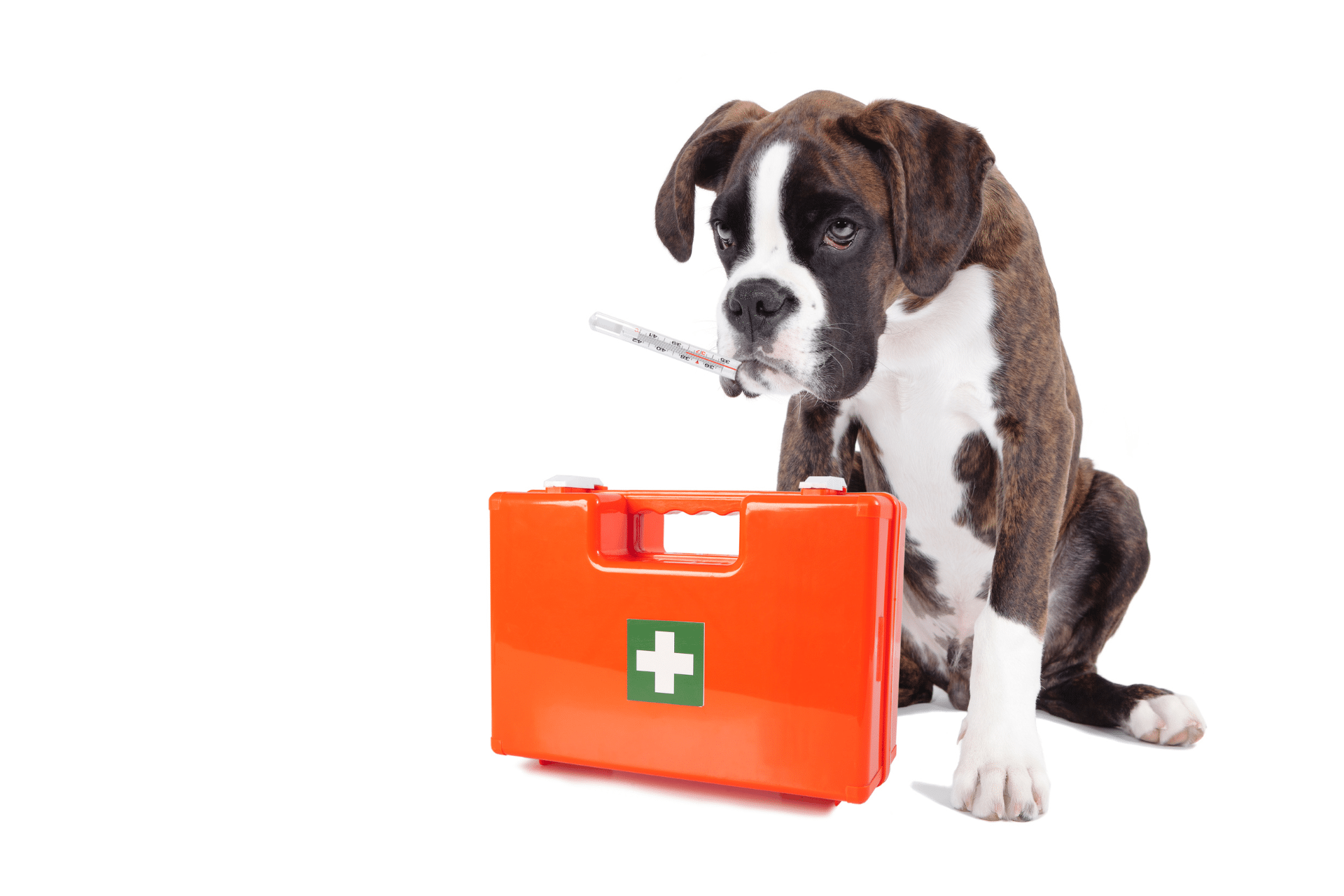 About Banner sick dog sitting by an emergency bag
