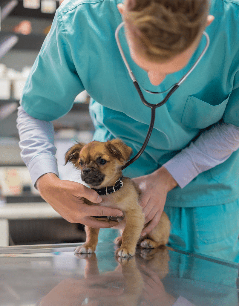 vet examining a puppy for a health examination appointment