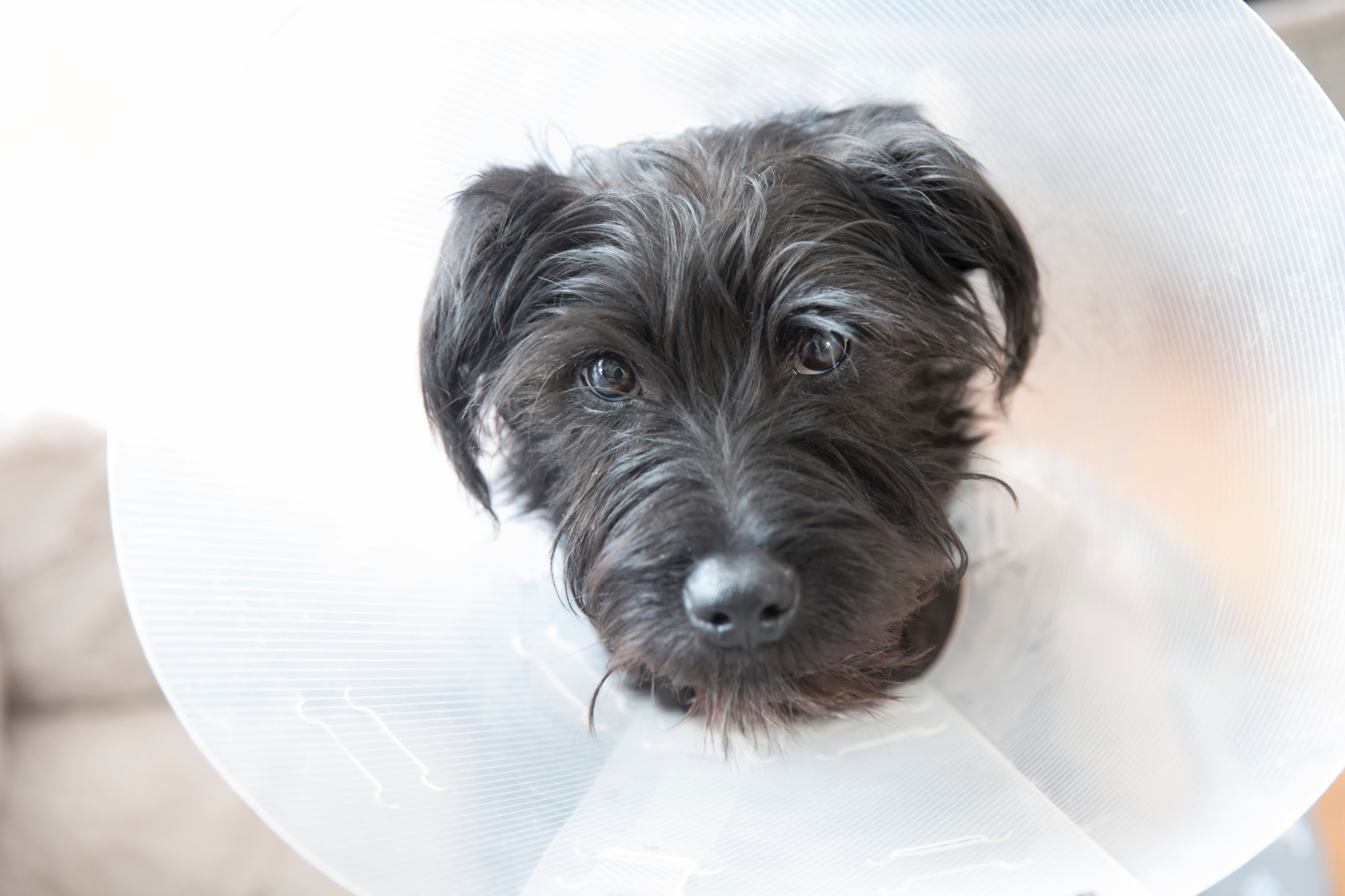 dog wearing a surgery cone