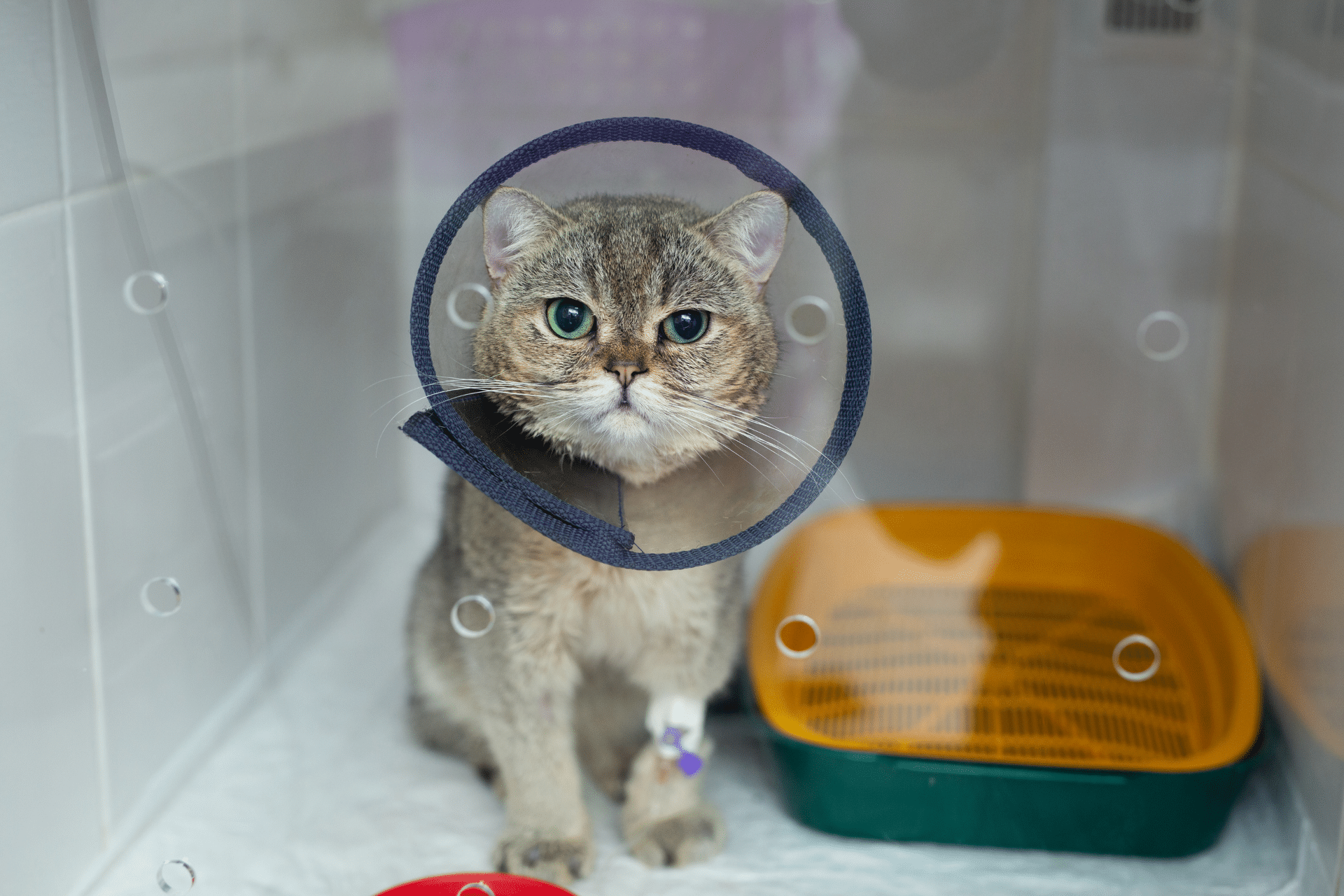 About Banner cat in an icu at a veterinary hospital