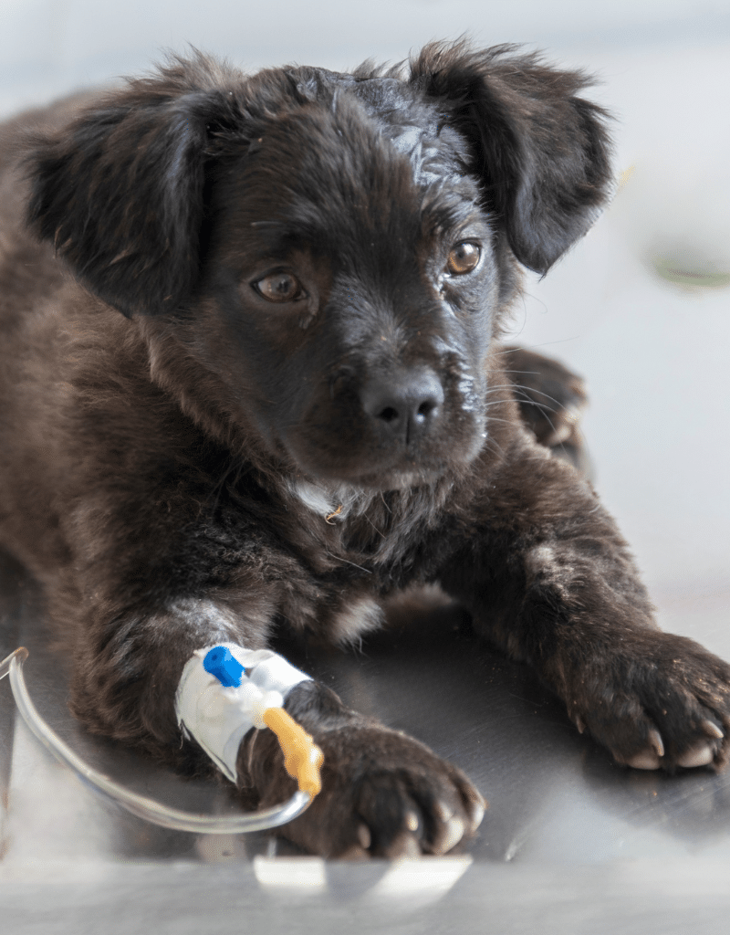 puppy with IV in