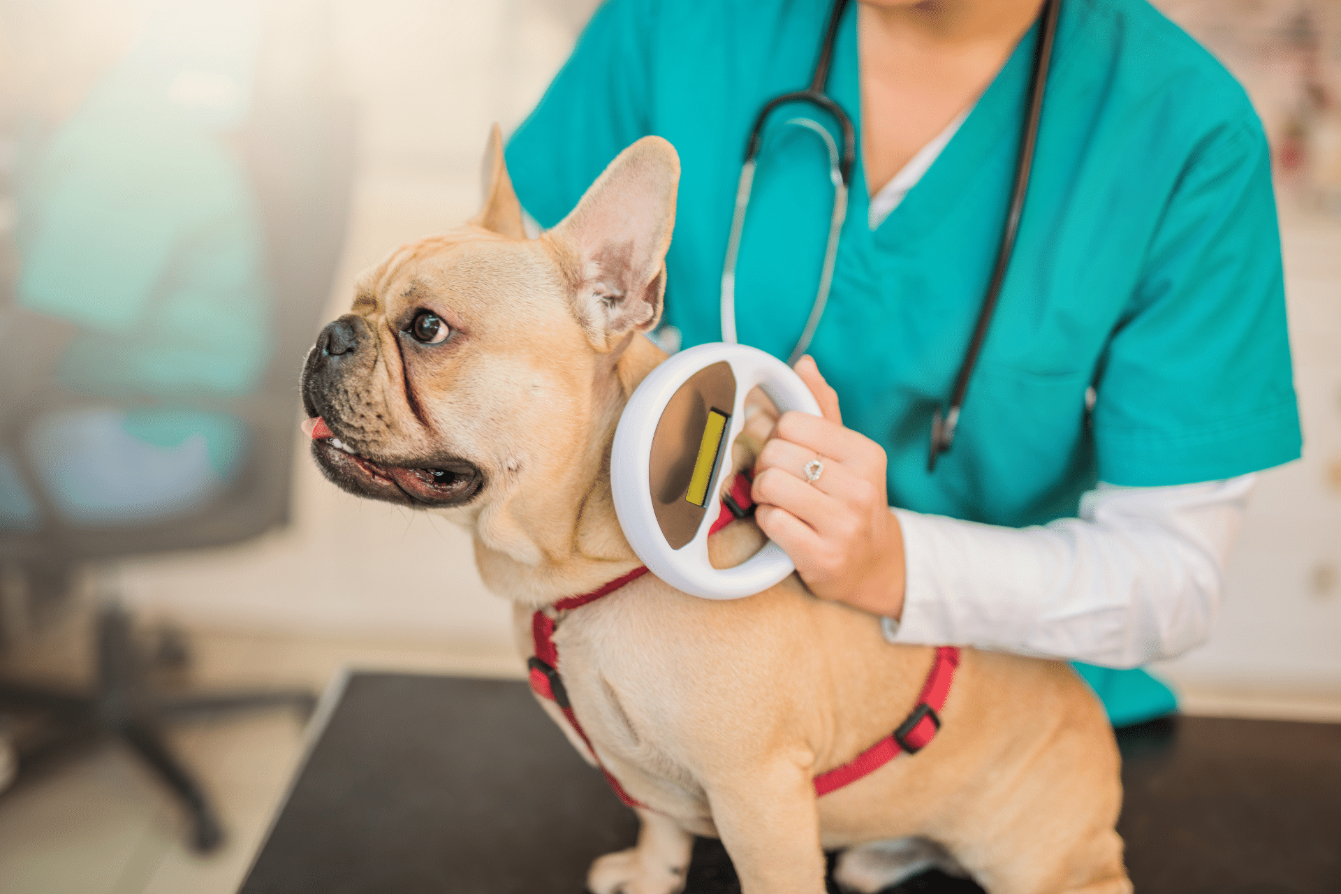 About Banner vet tech scanning a dogs microchip
