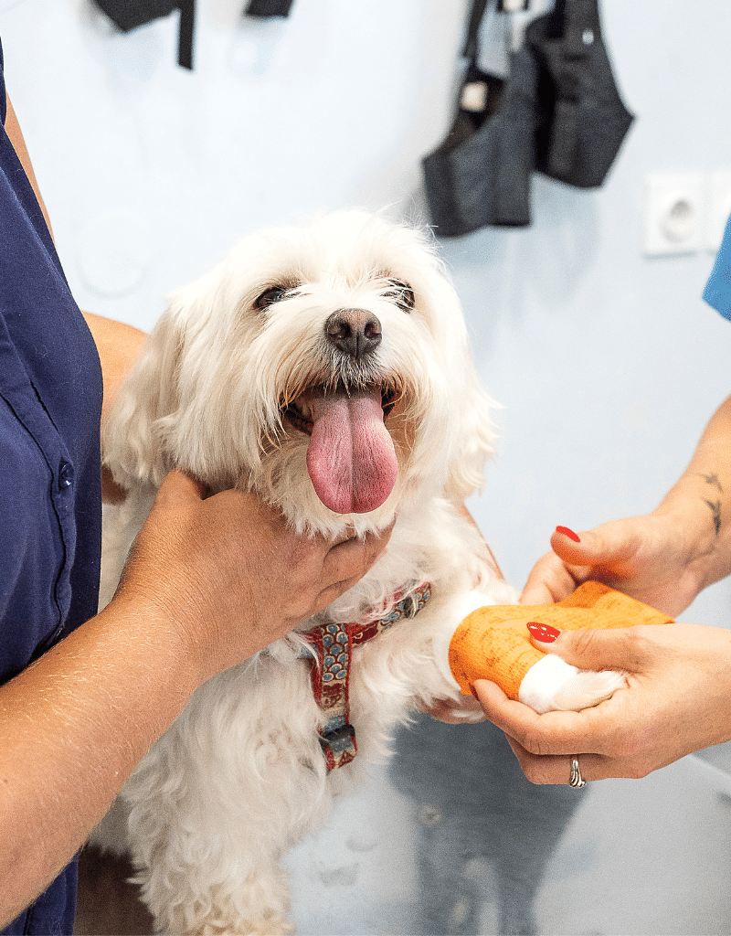 vet team putting a bandage on a dog<br />
