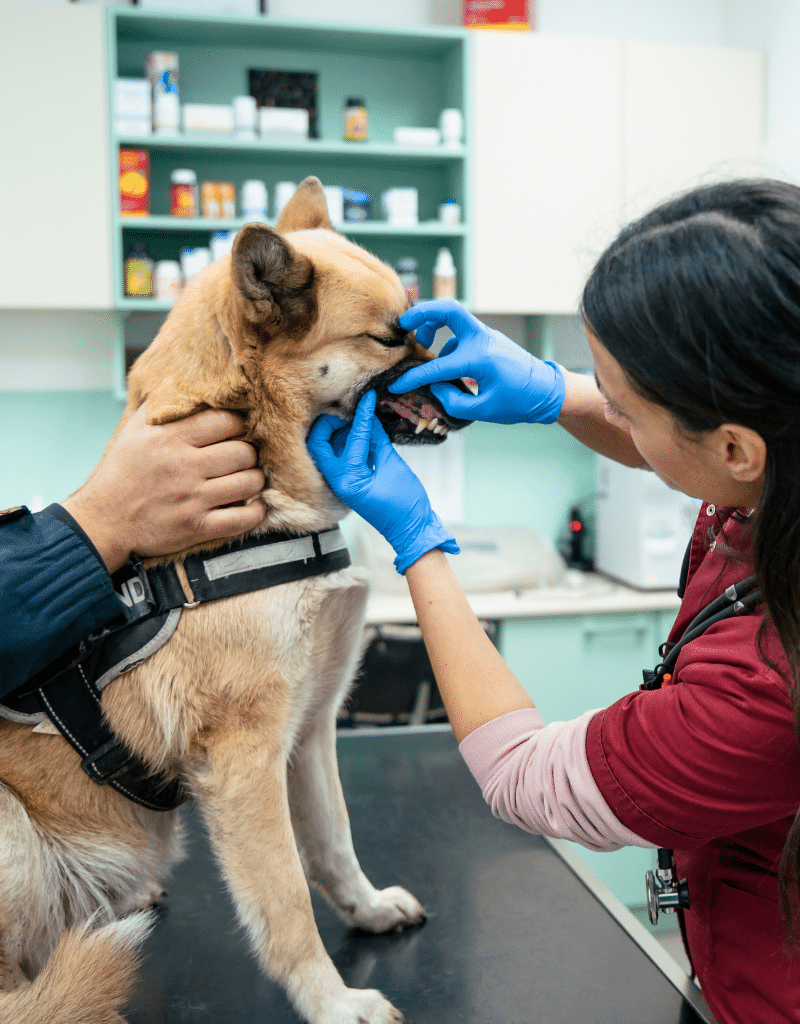 vet examining dogs teeth<br />
