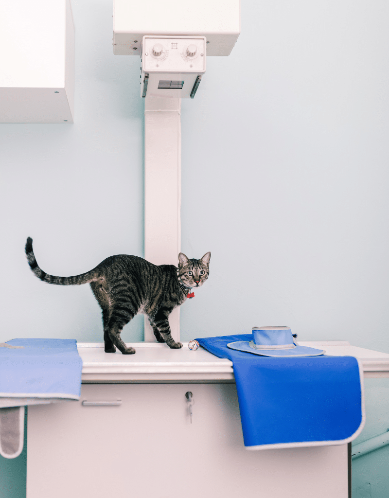 cat standing on x-ray table