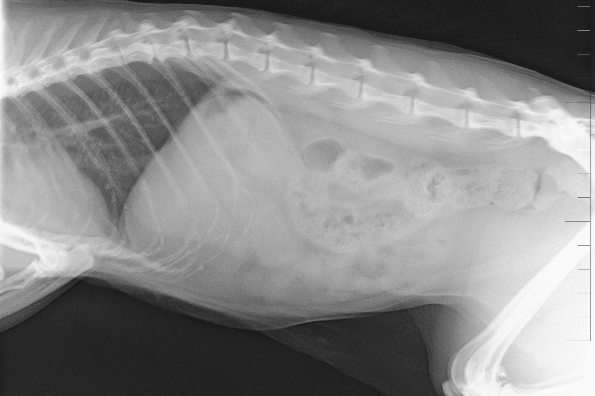 About Banner cat x-ray