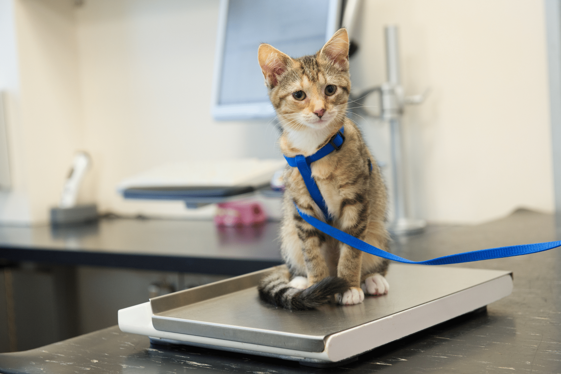 About Banner cat sitting on a scale