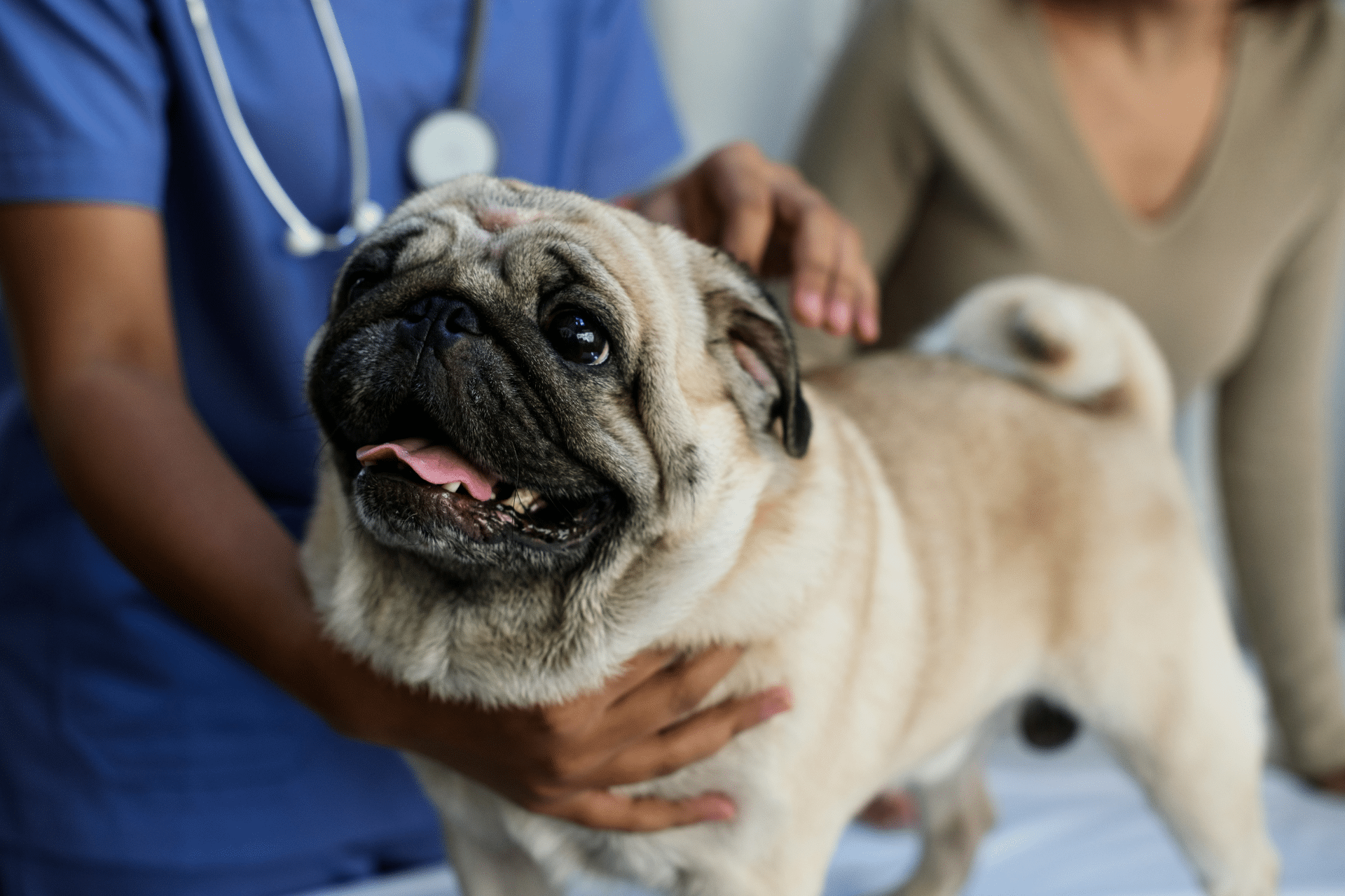 About Banner dog being examined for pain