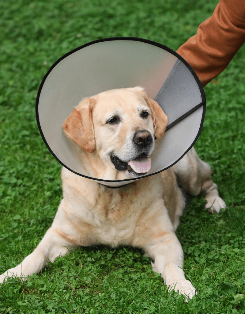 dog wearing a e-collar outside on a walk
