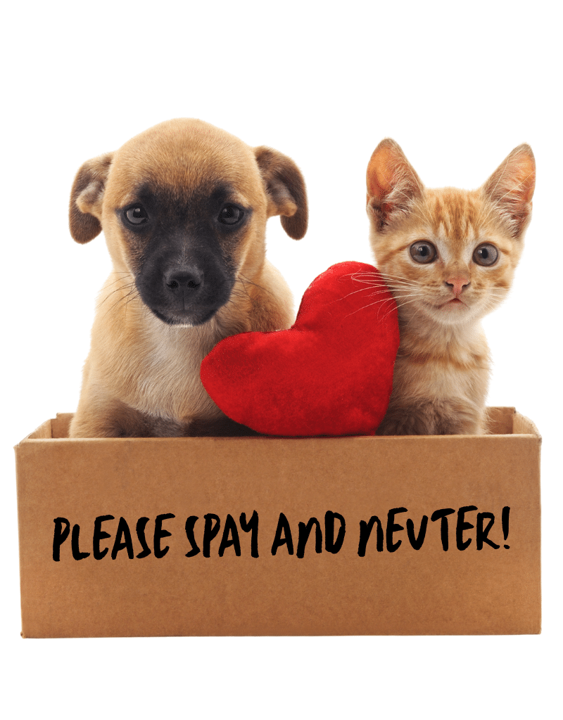 please spay and neuter photo