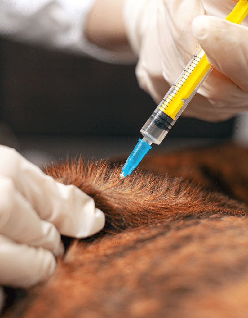 vet giving a vaccination