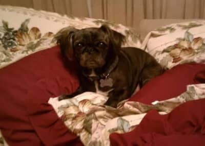 dog laying in a bed