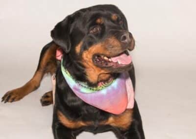Roxy