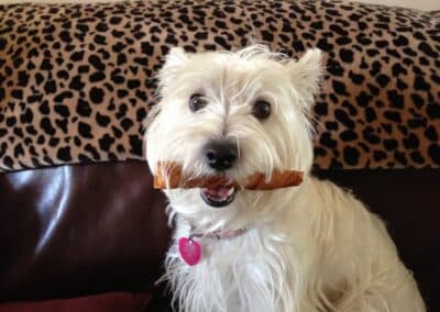 A white dog on a couch